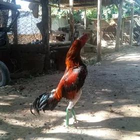 Baýes özbek.