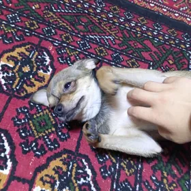 Той тельер