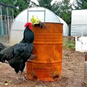 Şazada Jersi gigant jüýjeleri