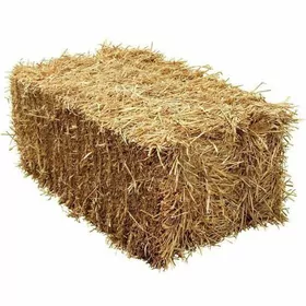 Bugdaý Saman