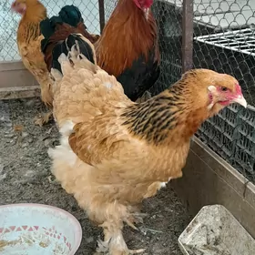 Brama ÿumurtgasy