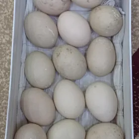 Ordek yumurtga