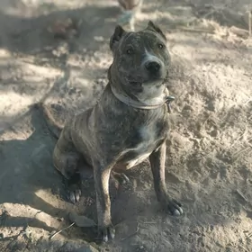 pitbul