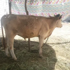 Öküz