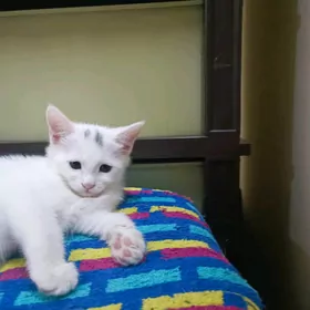 pişik