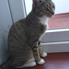 кошка, pisik в добрые руки