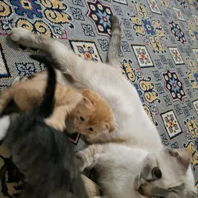 Шотландские кошки