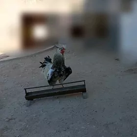 horaz