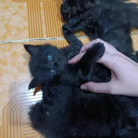 котёнок pişik породистая беспл