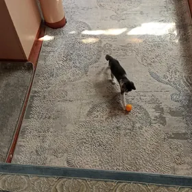 котенок