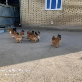brama ýumurtga paliwi