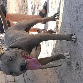 pitbul it