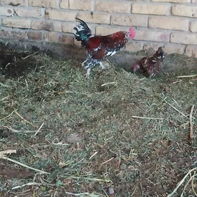 yaponcik karlik