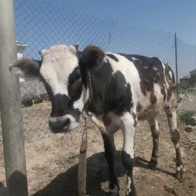 tüwe