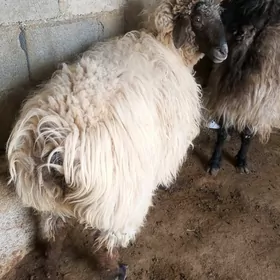 Goýun