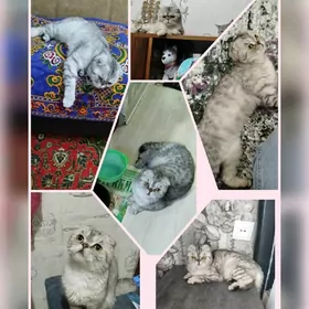 кошка вислоушка