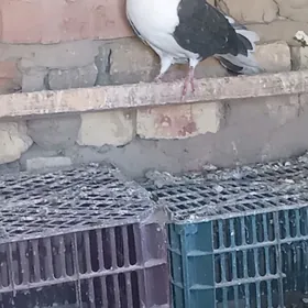 ak kepderi