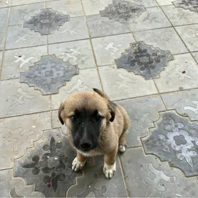 Щенок Собака