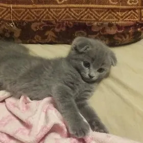 ШОТЛАНДСКИЙ ВИСЛОУХИЙ КОТЕНОК