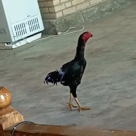 horaz