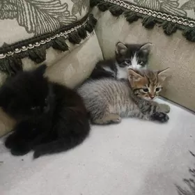 котята