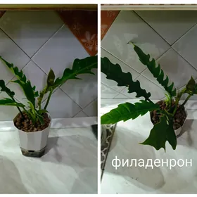 Цветы
