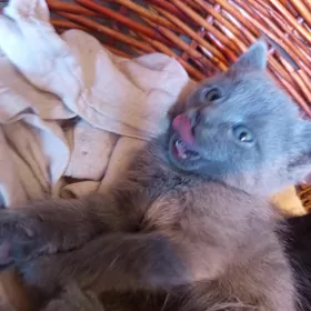 котёнок