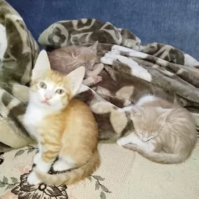 Рыжики котятки