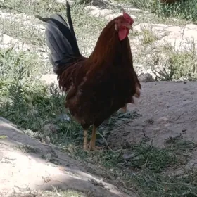 horazlar