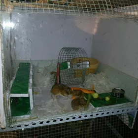hamyak