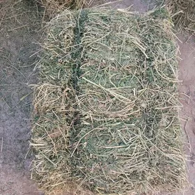 satlyk yorunja
