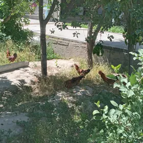 horazlar