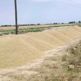 Arpa arpa ячмень