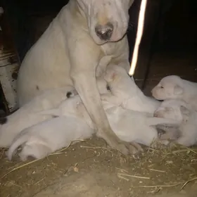 Pitbull Питбуль чагалары