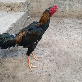 Horaz