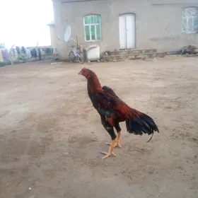 horaz