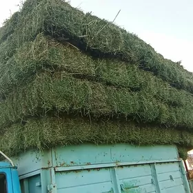 arassa ýorunja bede