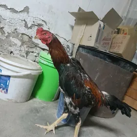 turk horaz