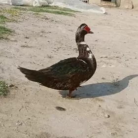 indawutga