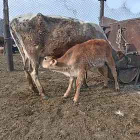 Сыгыр таналы