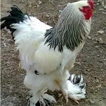 Brama