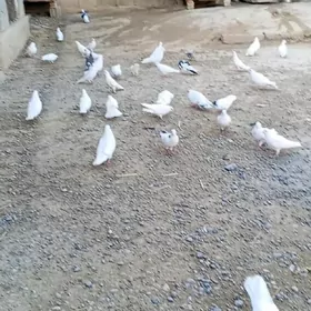 kepderi
