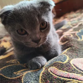 Шотландские котята.