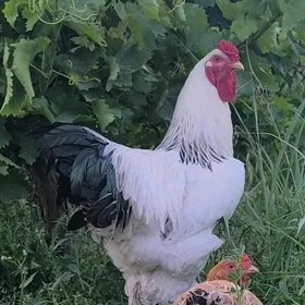 BRAMA HOROZ BIR. MÄKI.