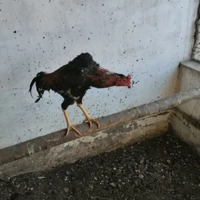бойцовые петухи