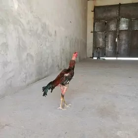 тунке