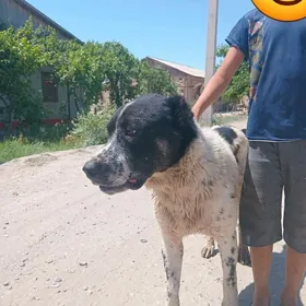 baron