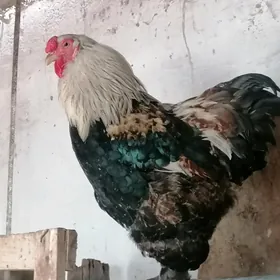 Brama horoz
