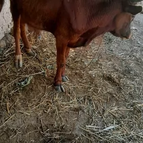 kaçar