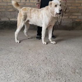 алабай